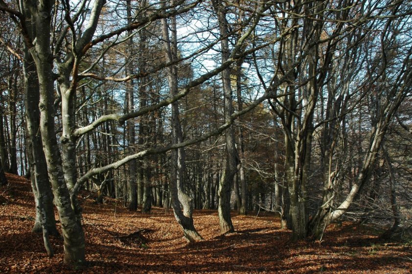 Parco Valentino al Monte Coltignone